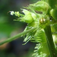 Acalypha ciliata Forssk.